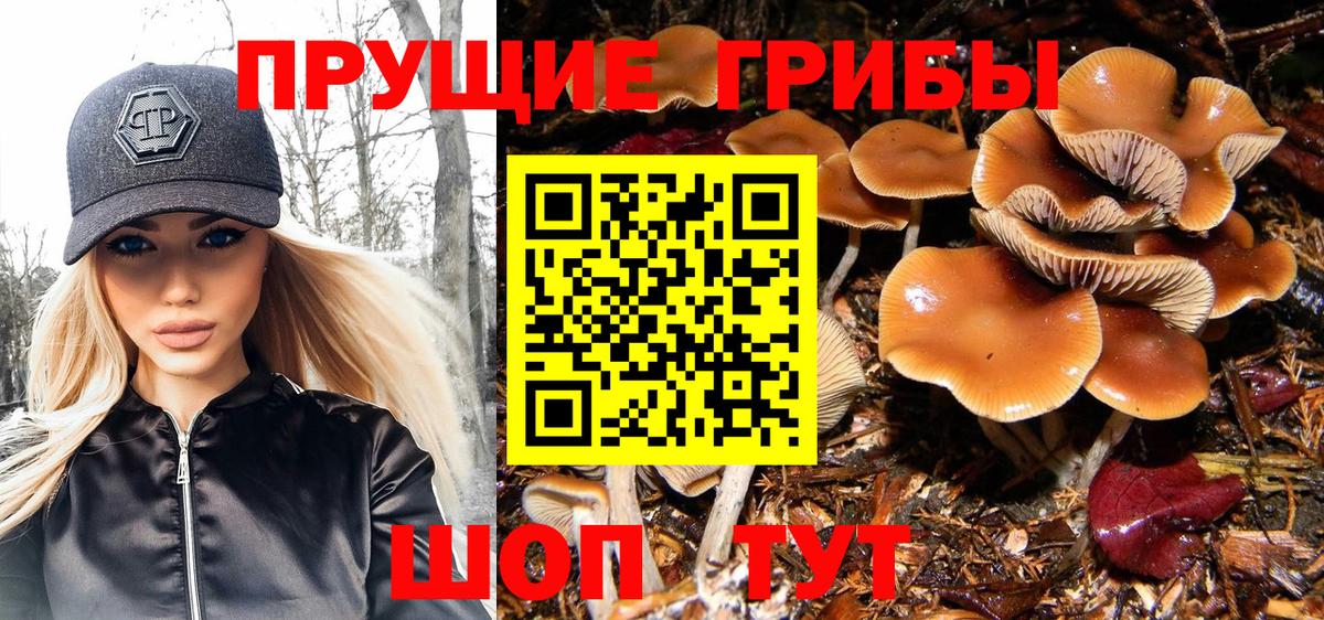 Псилоцибиновые грибы Cubensis  Вход с VPN  Саяногорск 